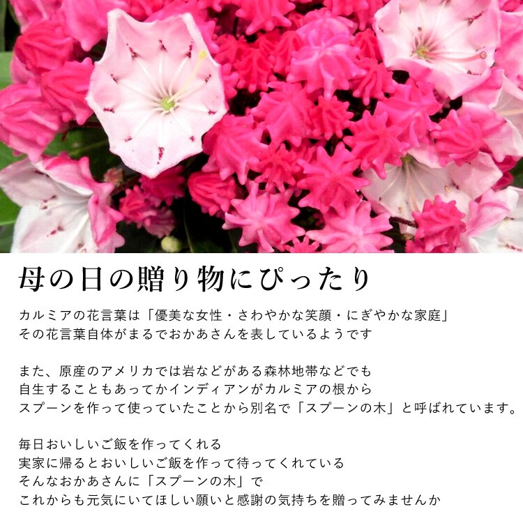 Dショッピング 母の日ギフト22 カルミア ピンク系 品種おまかせ つぼみの状態でお届け 5月3 8日の間でお届け 当店おまかせ 花由 カテゴリ 生花の販売できる商品 フラワーマーケット花由 048evm22h308 ドコモの通販サイト