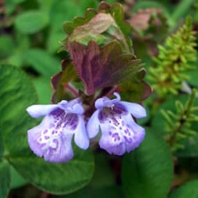 カキドオシ茶