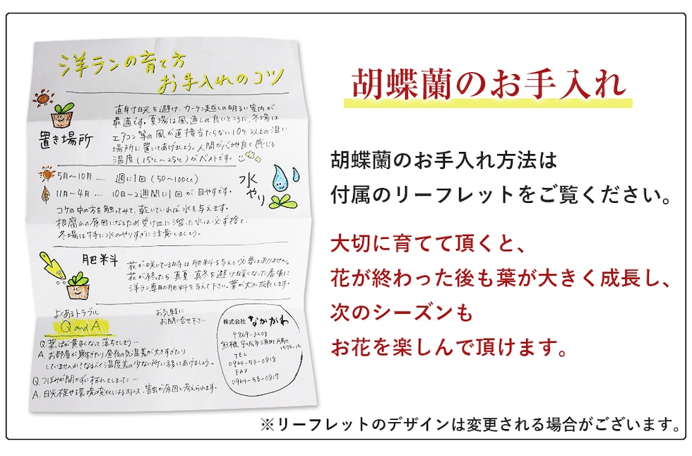 dショッピング |華あかり 胡蝶蘭 ミディ 2本立 鉢も付属 花の色おまかせ 産地直送 熊本県産 華てまり お手軽 プチギフト 母の日 送料込み  送料無料 常温便 花 生花 洋蘭 洋ラン なかがわ農園 五蘭塾 産直 敬老の日 | カテゴリ：生花の販売できる商品 | 食の達人森源商店 ...