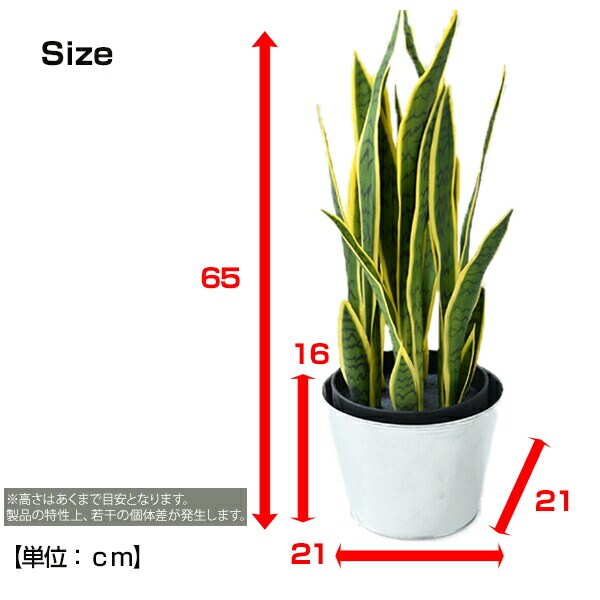 正式的 人気 【大型】送料込み サンスベリア 植木鉢無し おしゃれ 高さ