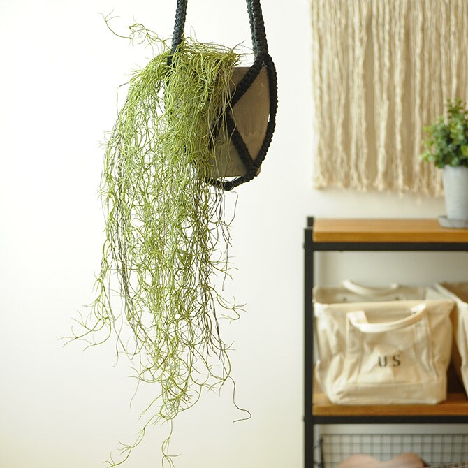 Brown. ブラウン フェイクグリーン スパニッシュモス ハンギングブッシュ グリーン 77cm 観葉植物 フェイクグリーン イミテーションフラワー 造花 ディスプレイ ボタニカル 植物 多肉植物 インテリア おしゃれ