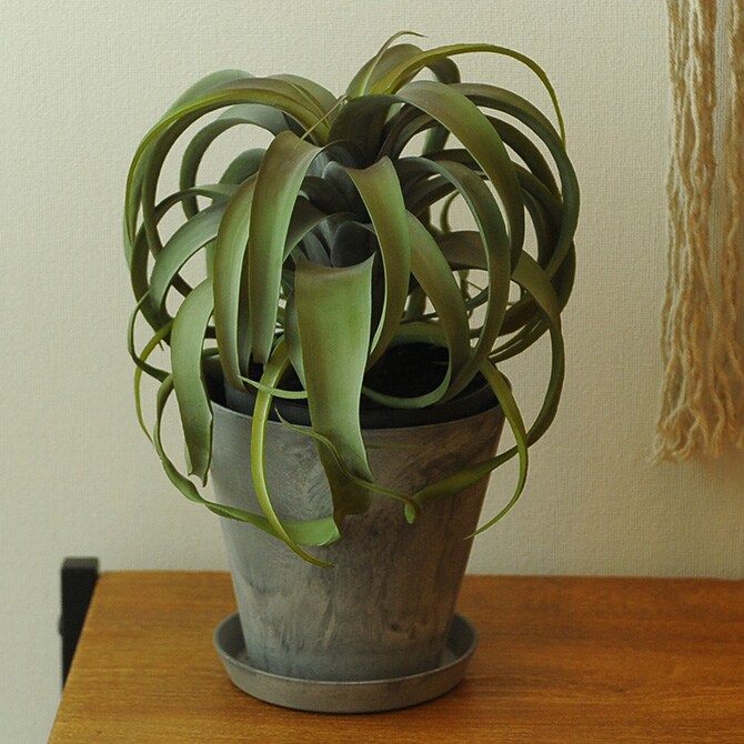 Brown. ブラウン キセログラフィカ ポット 観葉植物 フェイクグリーン イミテーションフラワー 造花 ディスプレイ ボタニカル 植物 多肉植物 インテリア おしゃれ