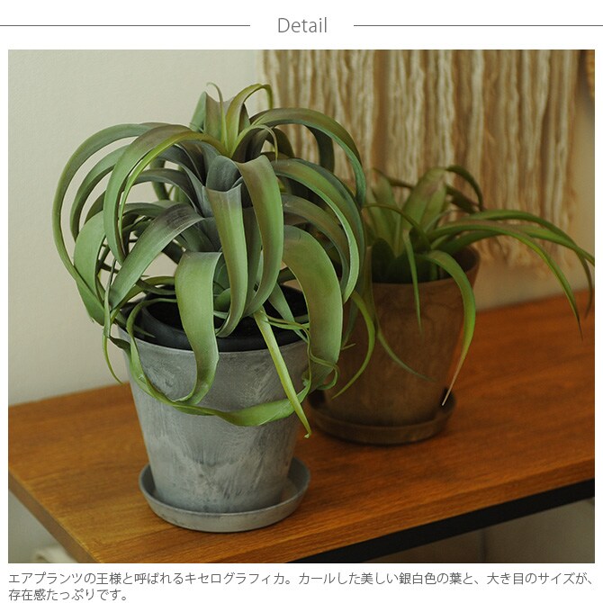 Brown. ブラウン キセログラフィカ ポット 観葉植物 フェイクグリーン イミテーションフラワー 造花 ディスプレイ ボタニカル 植物 多肉植物 インテリア おしゃれ