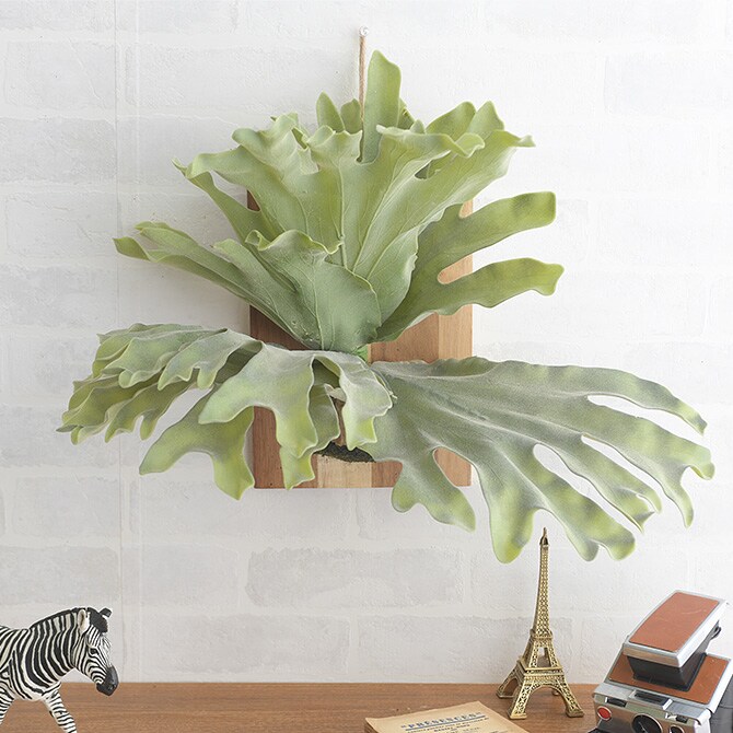 Brown. ブラウン フェイクグリーン ビカクシダ ウォールハンギング アカシア 30 フェイクグリーン 壁掛け ハンギング おしゃれ 壁 グリーン インテリア 造花 植物 ペット