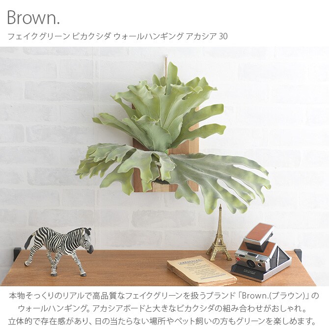 Brown. ブラウン フェイクグリーン ビカクシダ ウォールハンギング アカシア 30 フェイクグリーン 壁掛け ハンギング おしゃれ 壁 グリーン インテリア 造花 植物 ペット
