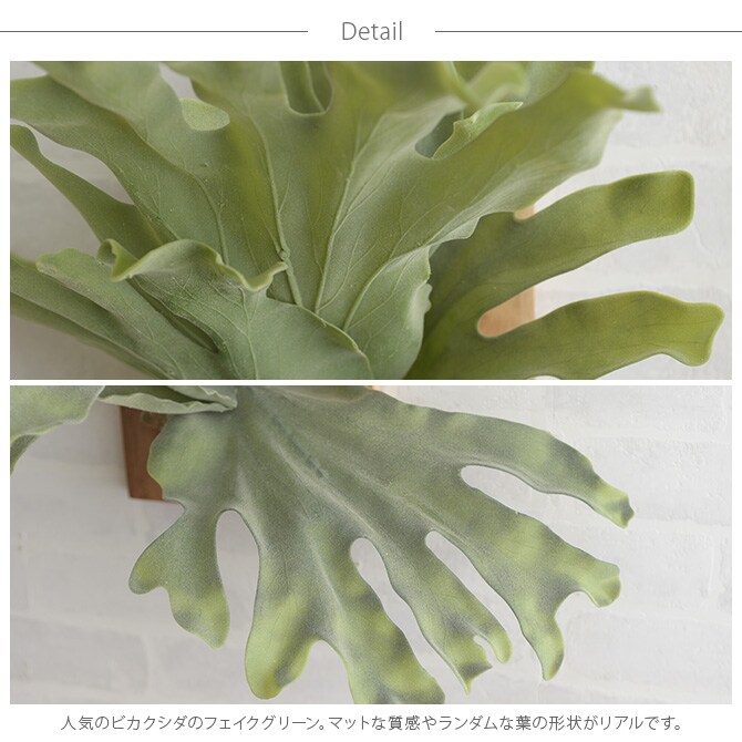 Brown. ブラウン フェイクグリーン ビカクシダ ウォールハンギング アカシア 30 フェイクグリーン 壁掛け ハンギング おしゃれ 壁 グリーン インテリア 造花 植物 ペット