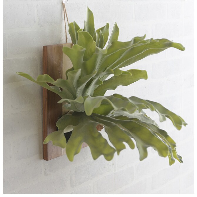 Brown. ブラウン フェイクグリーン ビカクシダ ウォールハンギング アカシア 30 フェイクグリーン 壁掛け ハンギング おしゃれ 壁 グリーン インテリア 造花 植物 ペット