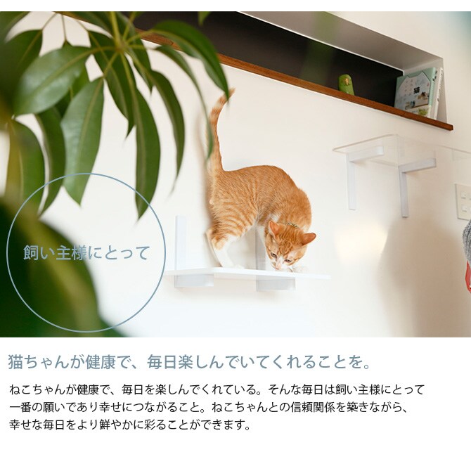 animacolle アニマコレ Catroad+ キャット ワイドステップ 3点セット