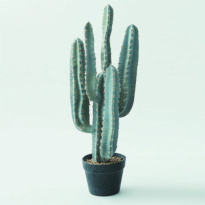 Brown. ブラウン 柱サボテン ポット 76