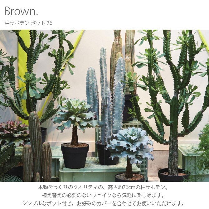Brown. ブラウン 柱サボテン ポット 76