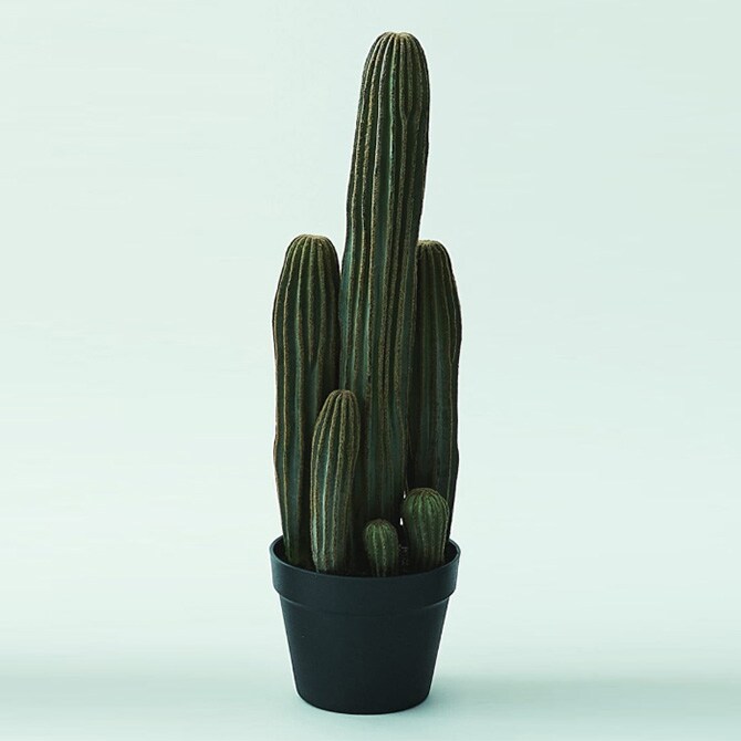 Brown. ブラウン 柱サボテン ポット 63