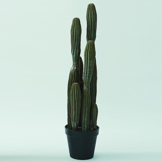 Brown. ブラウン 柱サボテン ポット 91