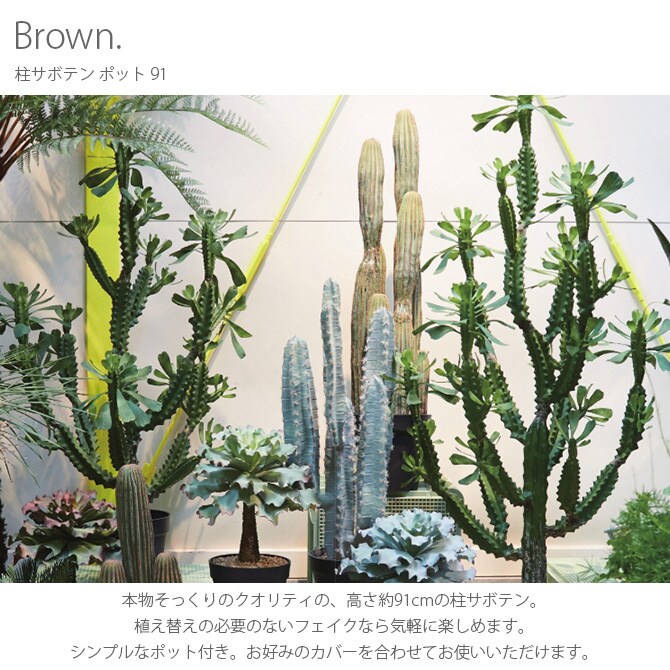 Brown. ブラウン 柱サボテン ポット 91