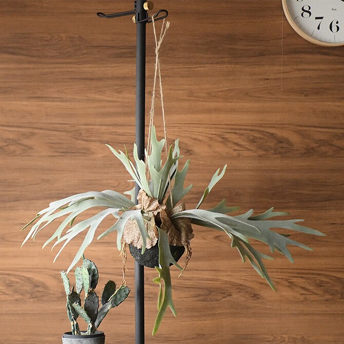 Brown. ブラウン フェイクグリーン ビカクシダ ハンギングボール 46