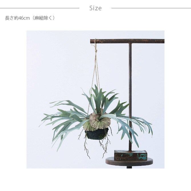 Brown. ブラウン フェイクグリーン ビカクシダ ハンギングボール 46