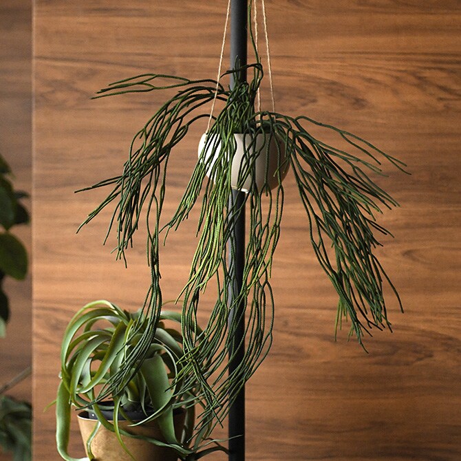 Brown. ブラウン フェイクグリーン リプサリス ハンギングポット