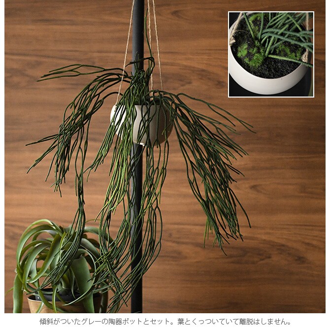 Brown. ブラウン フェイクグリーン リプサリス ハンギングポット