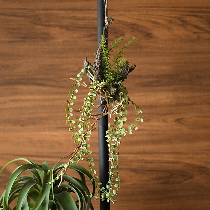 Brown. ブラウン アレンジメント 着生 47