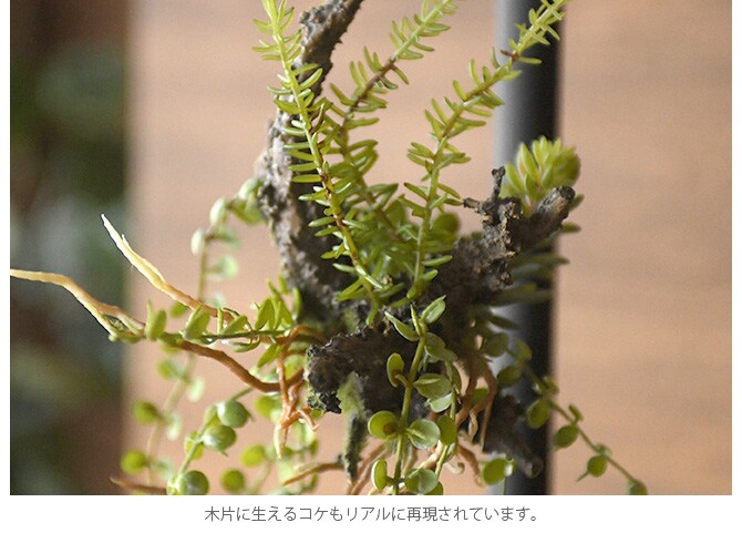 Brown. ブラウン アレンジメント 着生 47