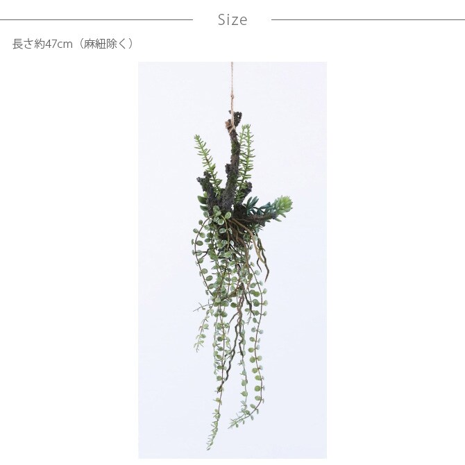 Brown. ブラウン アレンジメント 着生 47