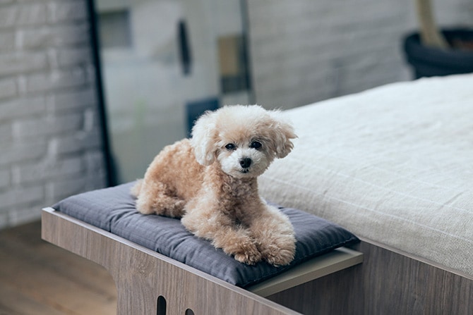 FrancePet フランスペット PE01 ペットステップベンチ ドッグステップ 犬用 ペット ステップ ベッド 上り下り おしゃれ