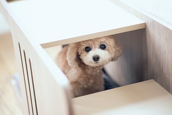 FrancePet フランスペット PE01 ペットステップベンチ ドッグステップ 犬用 ペット ステップ ベッド 上り下り おしゃれ