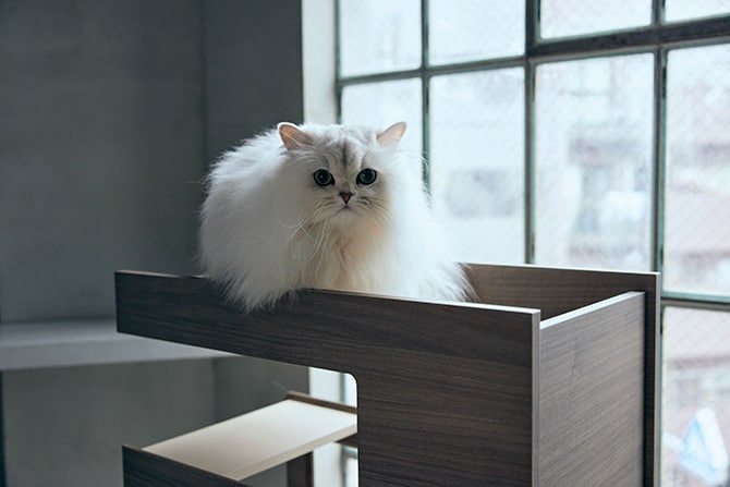 FrancePet フランスペット PE04 キャットタワー パーテーション 猫用 キャットタワー 棚 ラック パーテーション 仕切り 本棚 おしゃれ