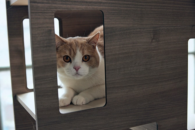 FrancePet フランスペット PE04 キャットタワー パーテーション 猫用 キャットタワー 棚 ラック パーテーション 仕切り 本棚 おしゃれ