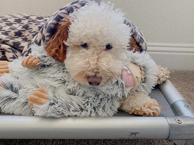 TALL TAILS トール テイルズ クランチ トイ イエティ