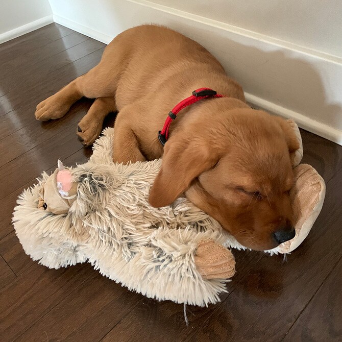 TALL TAILS トール テイルズ クランチ トイ イエティ