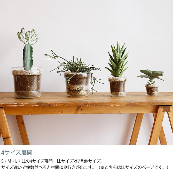 shesay シセイ リューズガラス プレート付き フラワーポット テーパー LL