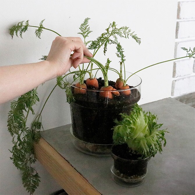 shesay シセイ リューズガラス プレート付き フラワーポット テーパー LL