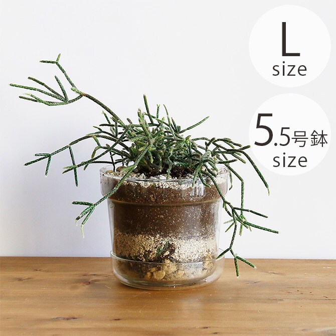 shesay シセイ リューズガラス プレート付き フラワーポット テーパー L