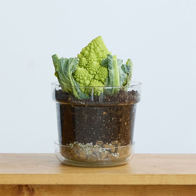 shesay シセイ リューズガラス プレート付き フラワーポット テーパー L