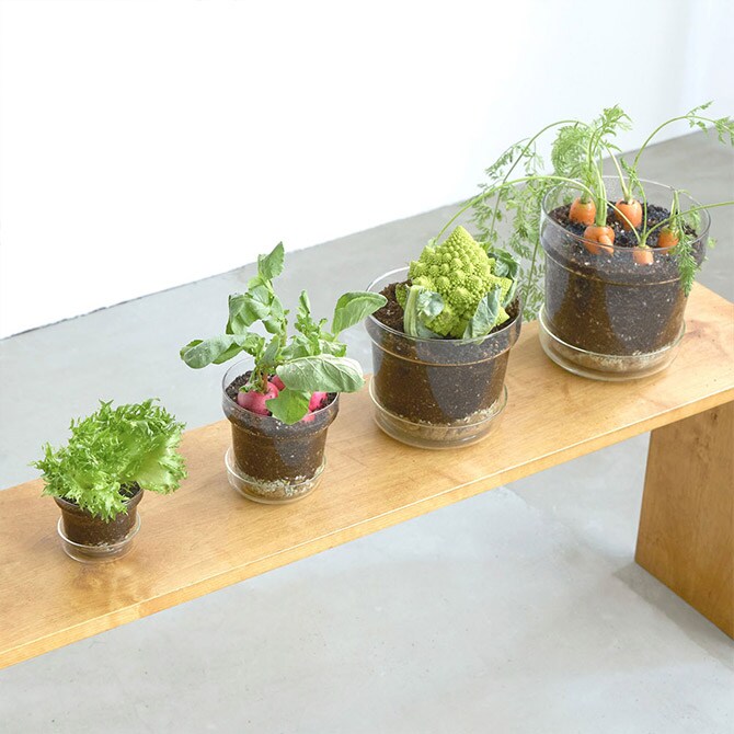 shesay シセイ リューズガラス プレート付き フラワーポット テーパー L