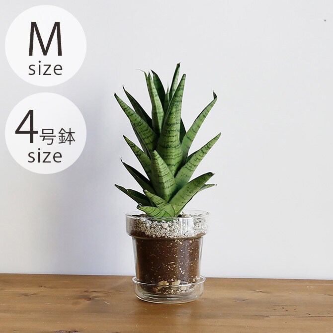 shesay シセイ リューズガラス プレート付き フラワーポット テーパー M