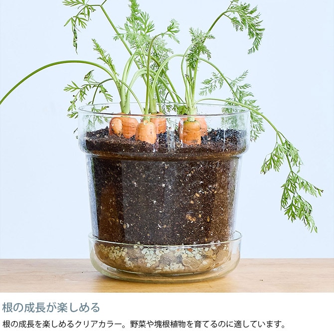 shesay シセイ リューズガラス プレート付き フラワーポット テーパー M