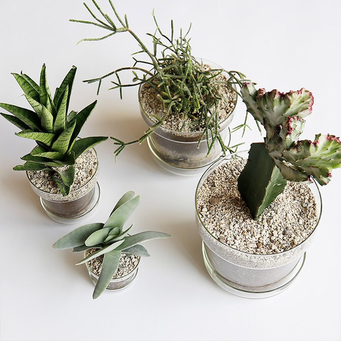 shesay シセイ リューズガラス プレート付き フラワーポット テーパー M