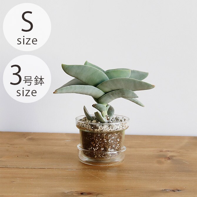 shesay シセイ リューズガラス プレート付き フラワーポット テーパー S