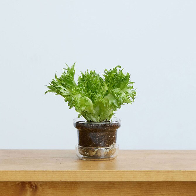 shesay シセイ リューズガラス プレート付き フラワーポット テーパー S