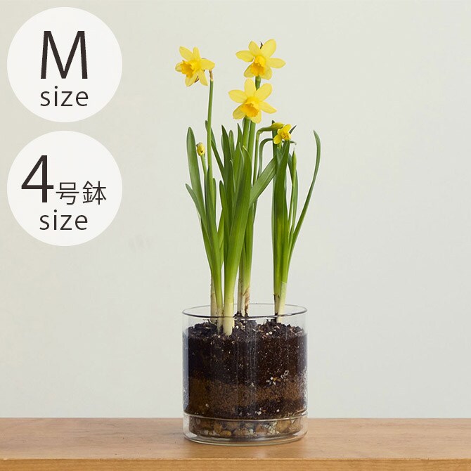 shesay シセイ リューズガラス プレート付き フラワーポット ストレート M 