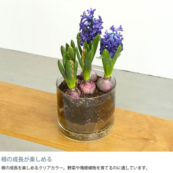 shesay シセイ リューズガラス プレート付き フラワーポット ストレート M 