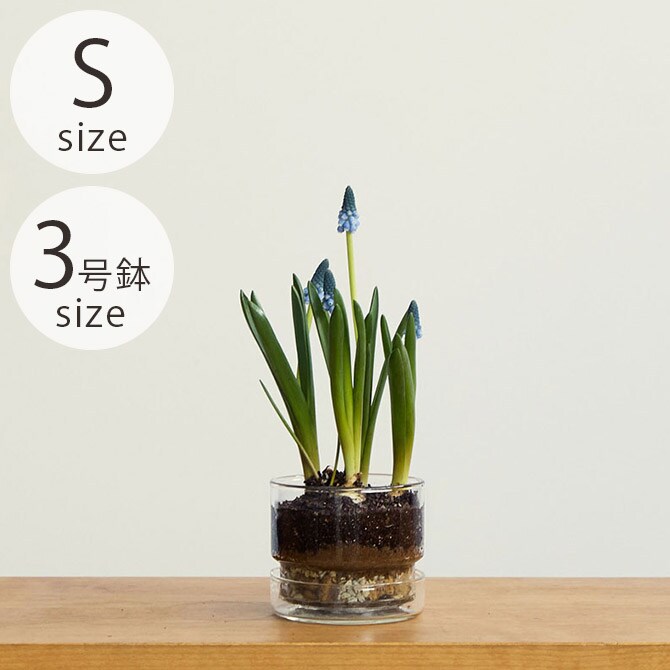 shesay シセイ リューズガラス プレート付き フラワーポット ストレート S