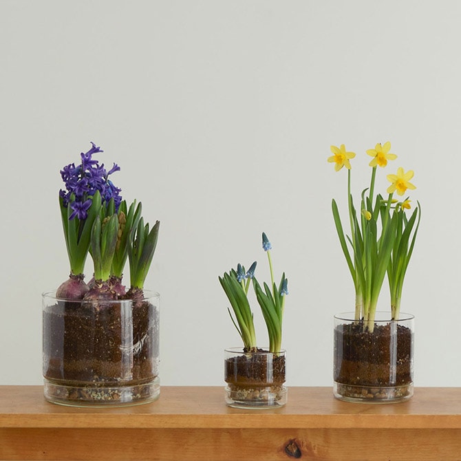 shesay シセイ リューズガラス プレート付き フラワーポット ストレート S