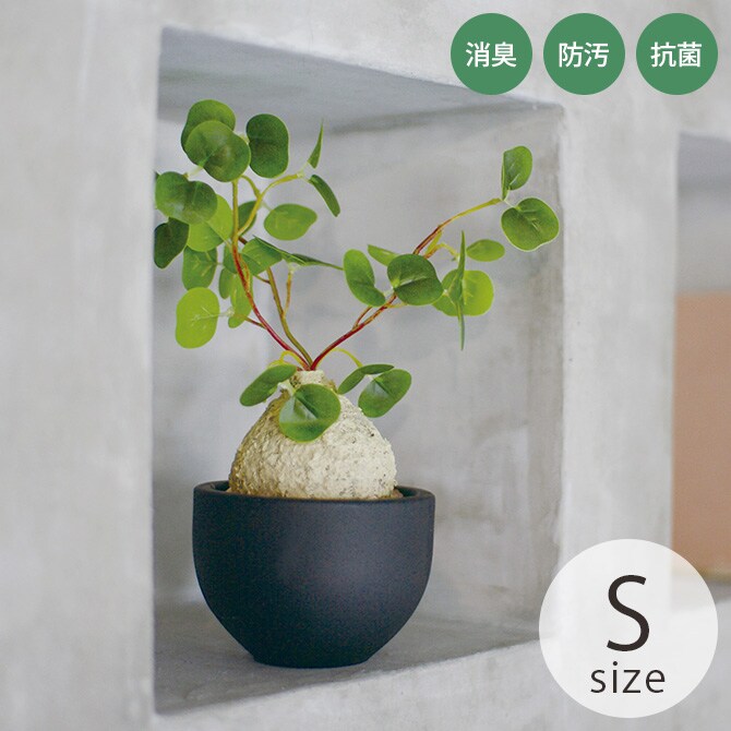 消臭アーティフィシャルグリーン ポット ラフィオナクメ S