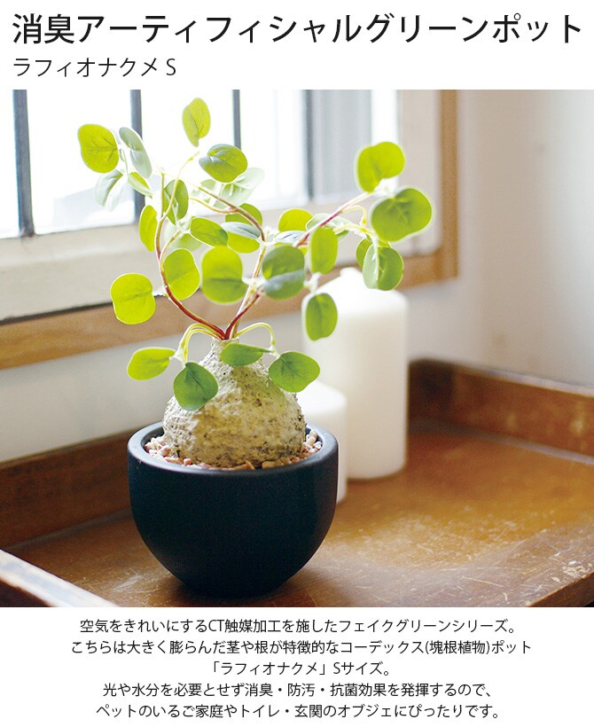 消臭アーティフィシャルグリーン ポット ラフィオナクメ S