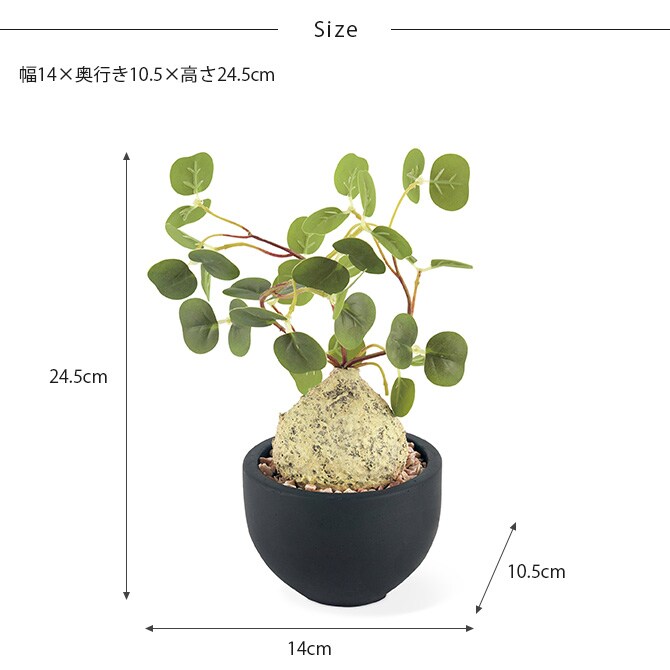 消臭アーティフィシャルグリーン ポット ラフィオナクメ S