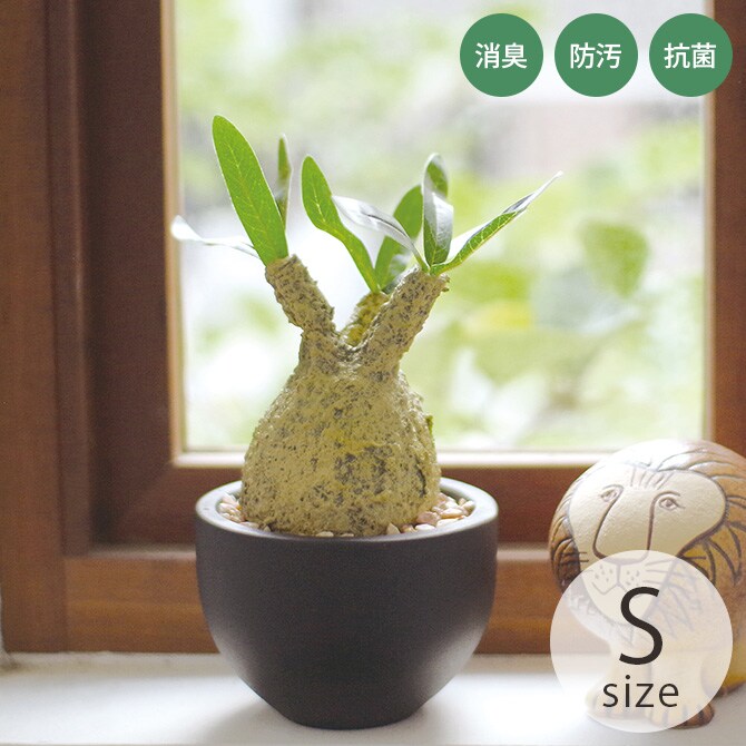 消臭アーティフィシャルグリーン ポット グラキリス S 