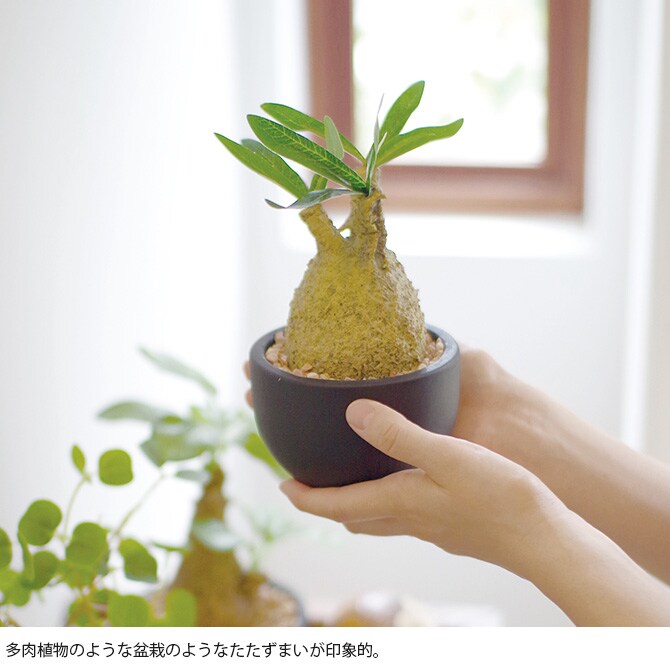 消臭アーティフィシャルグリーン ポット グラキリス S 