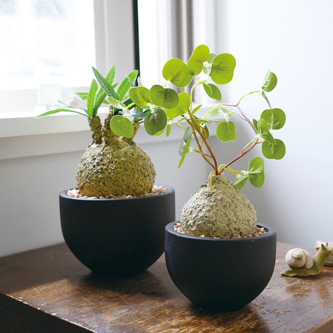 消臭アーティフィシャルグリーン ポット グラキリス S 